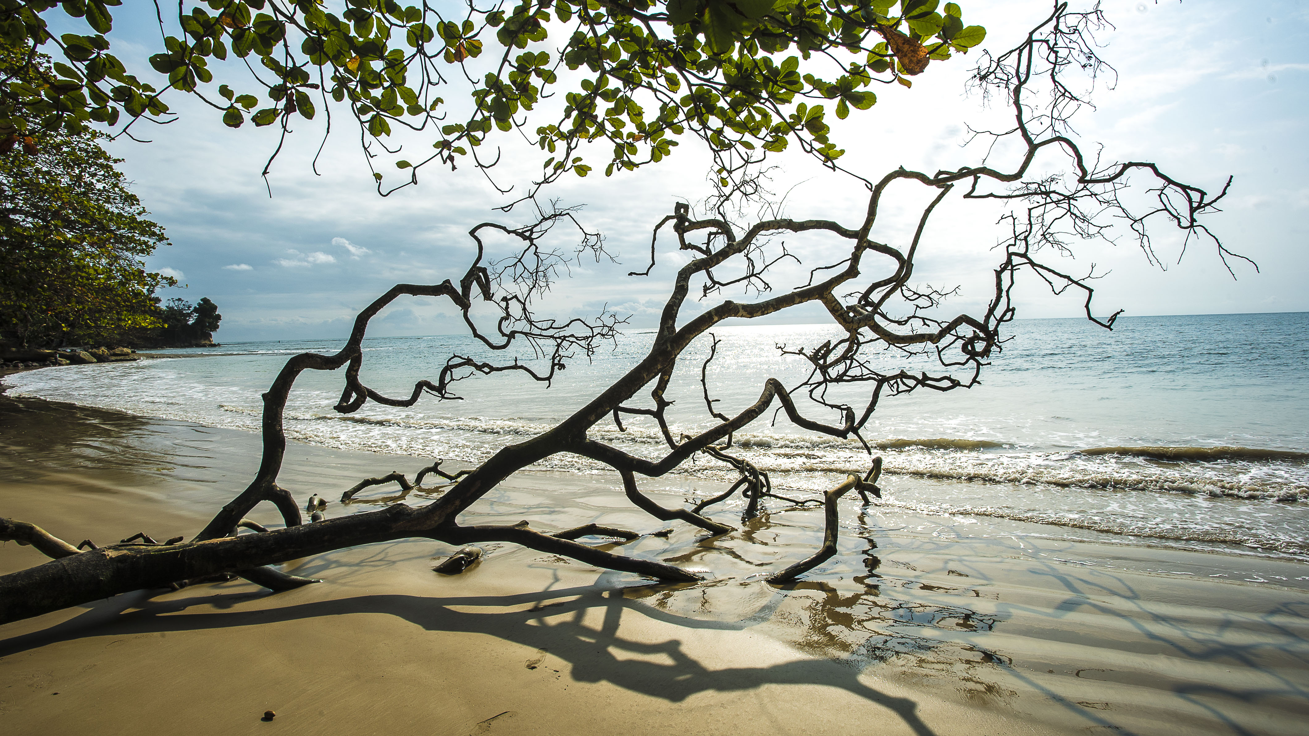 essences du gabon.JPG