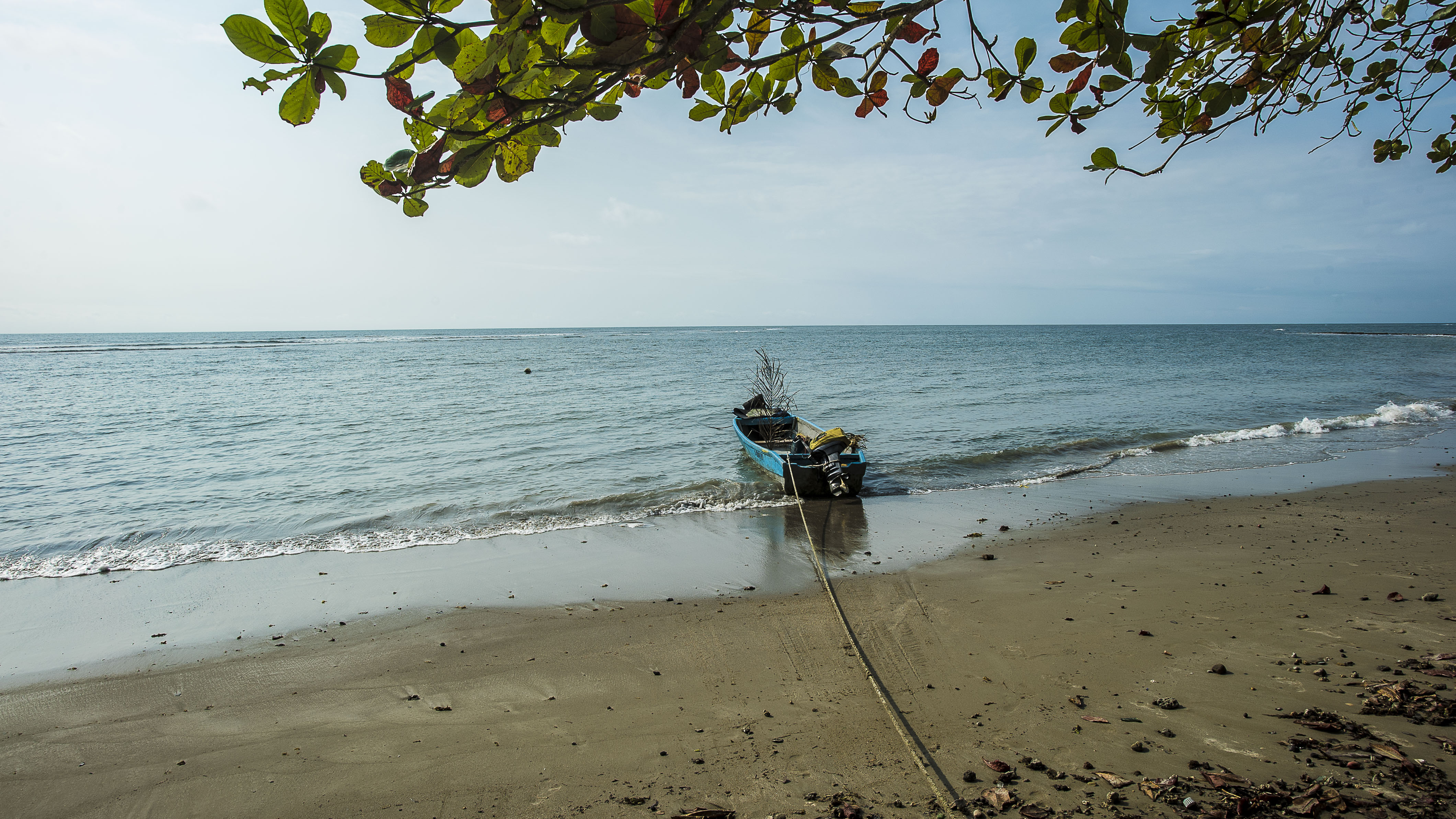 essences du gabon_2.JPG