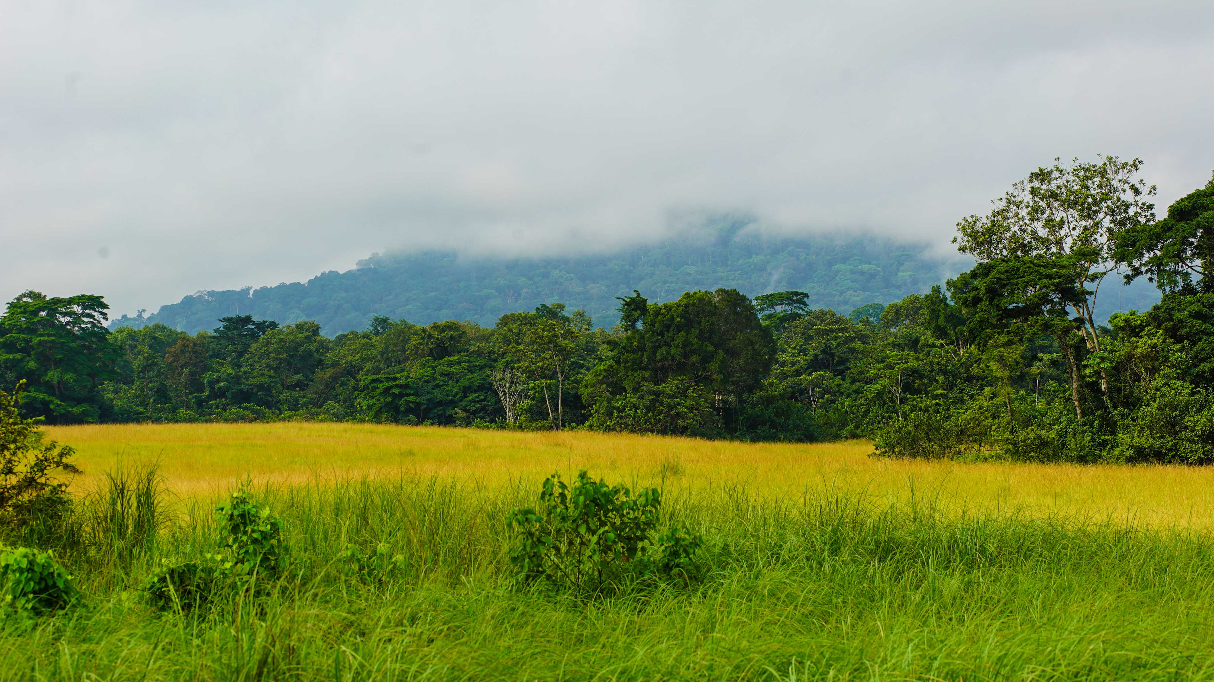 ngounie janvier 2018.jpg